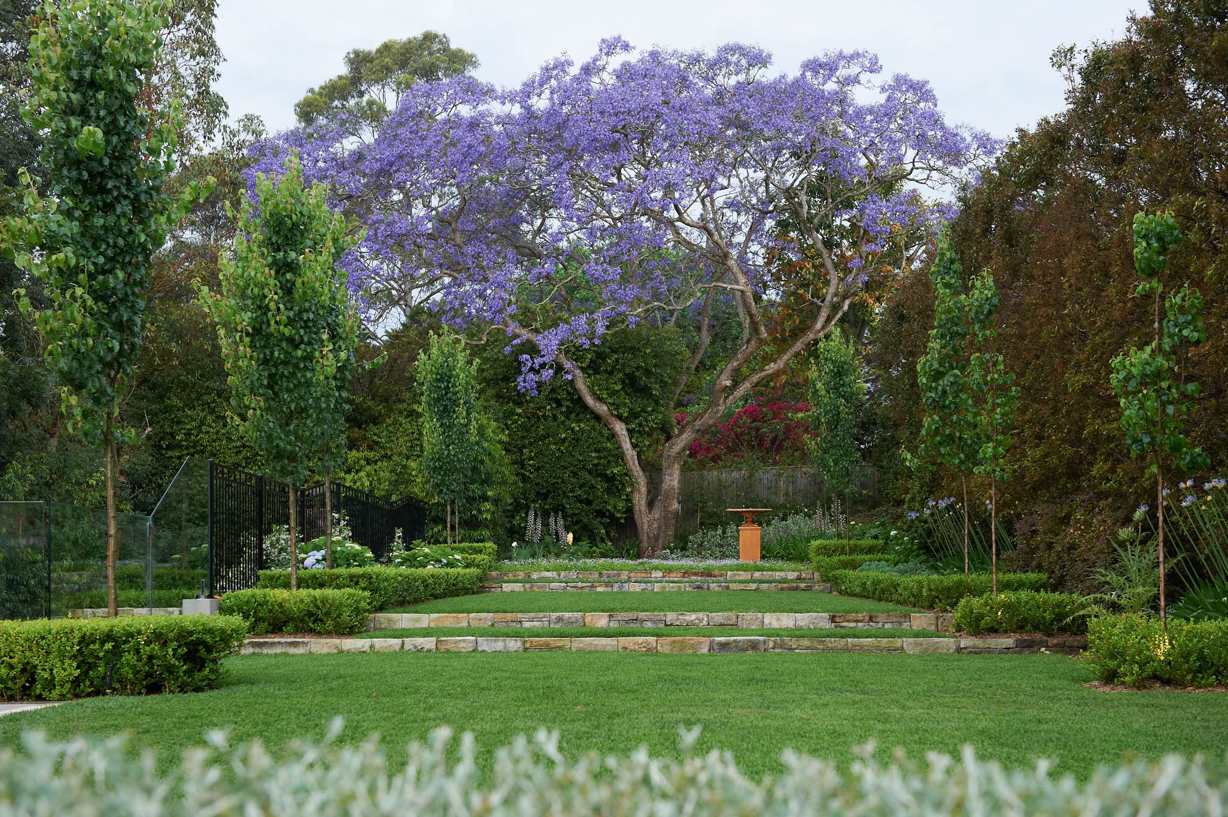jacaranda