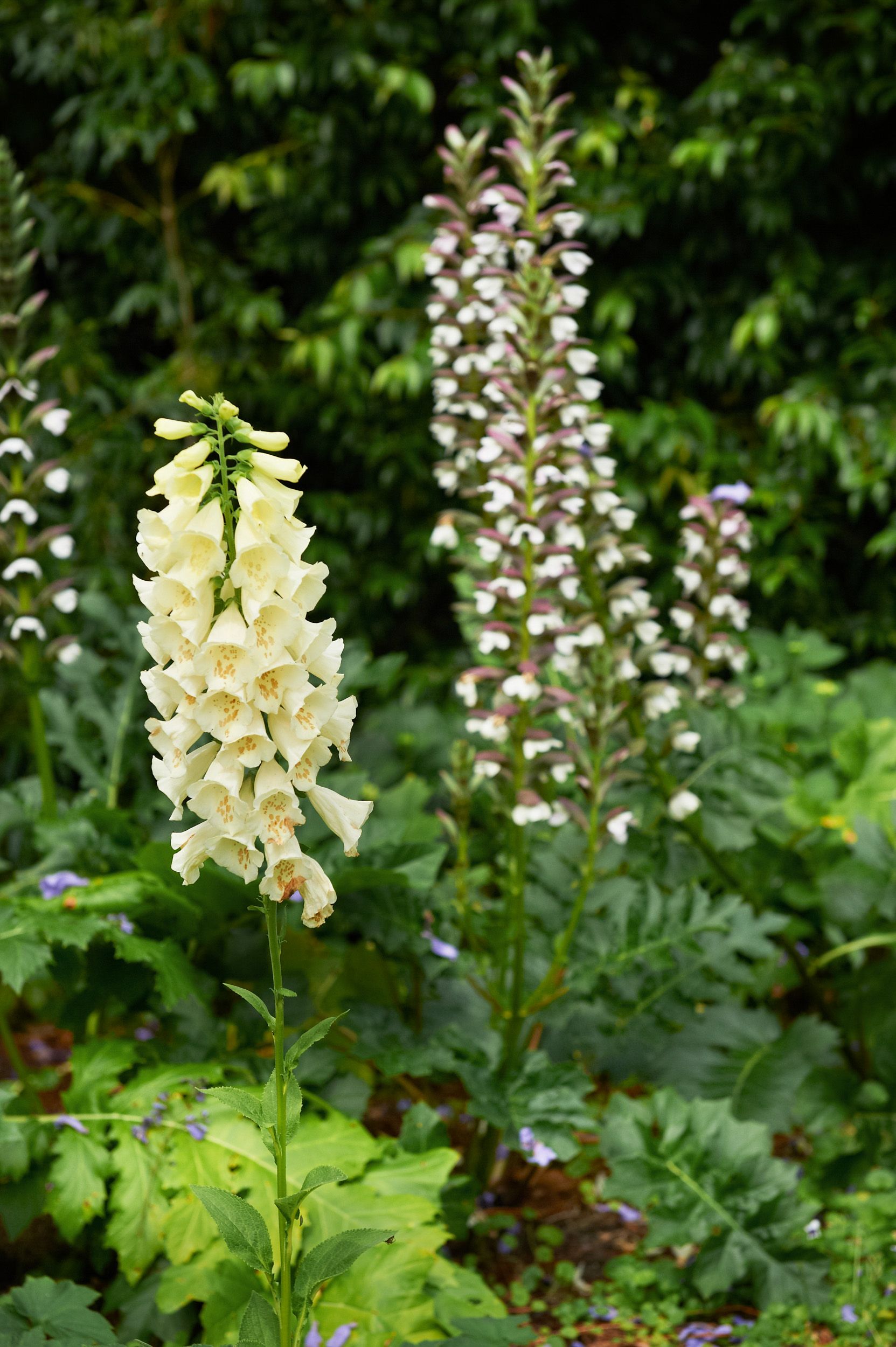 foxglove