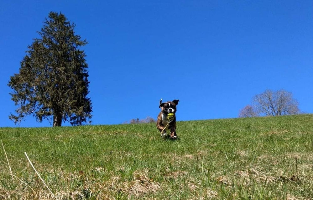 Hund und Ball