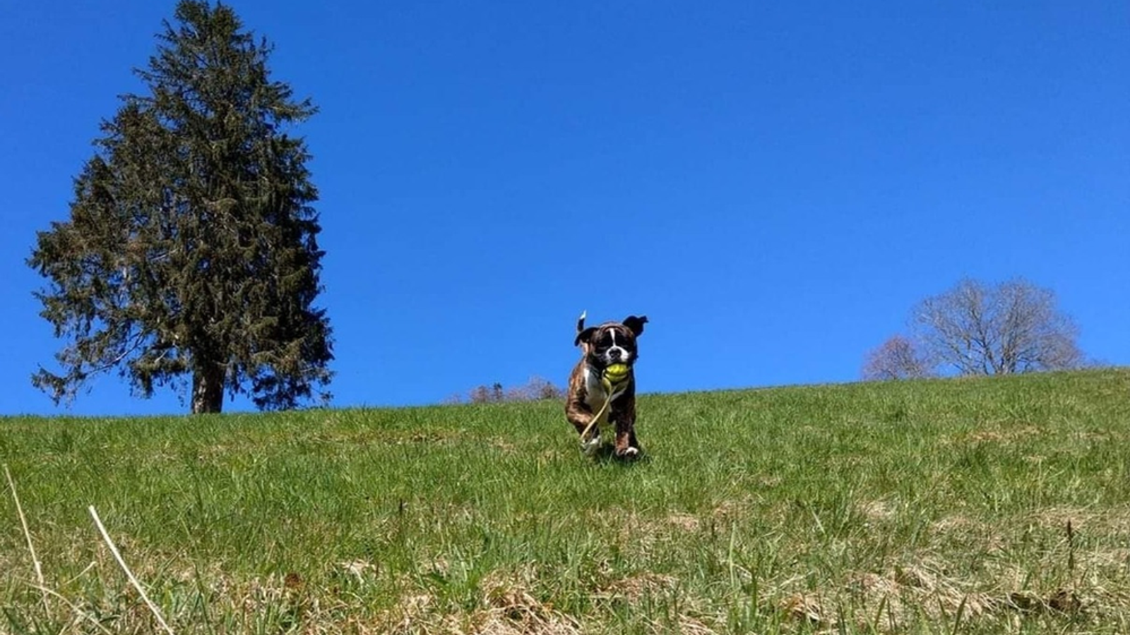 Hund und Ball