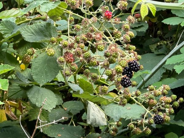 Blackberries along the trail