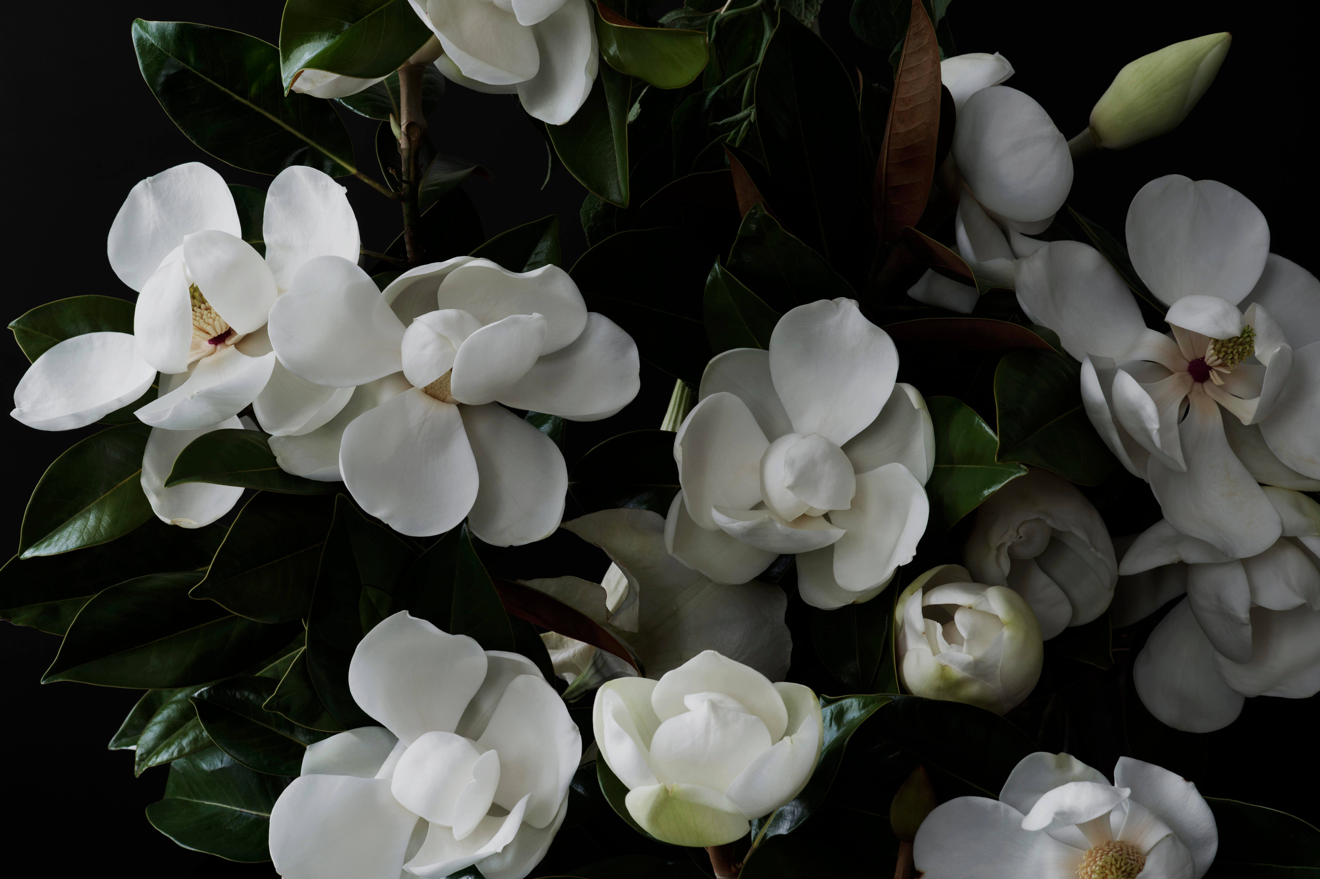 Blooming Magnolia Flower