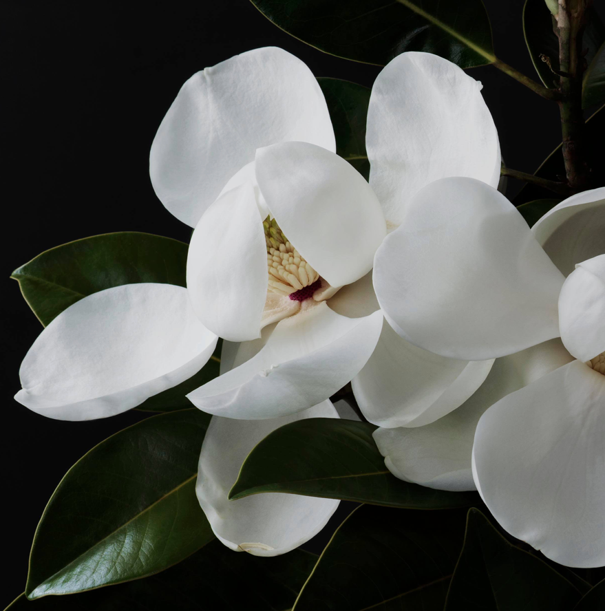 Blooming Magnolia Flower