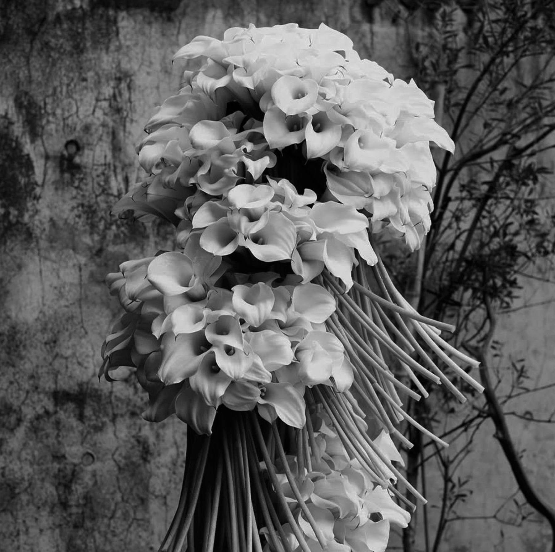 A bouquet of Calla Lillies