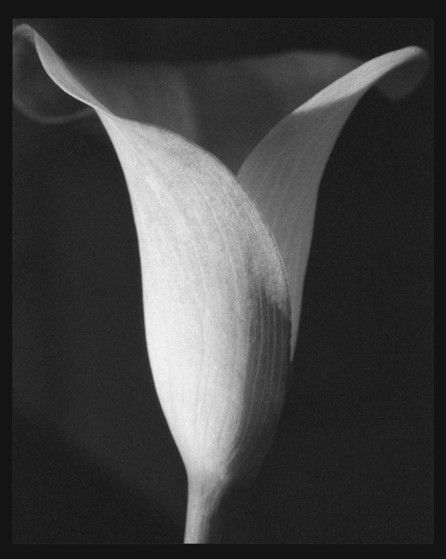 Robert Mapplethorpe "Calla Lilly" 1987