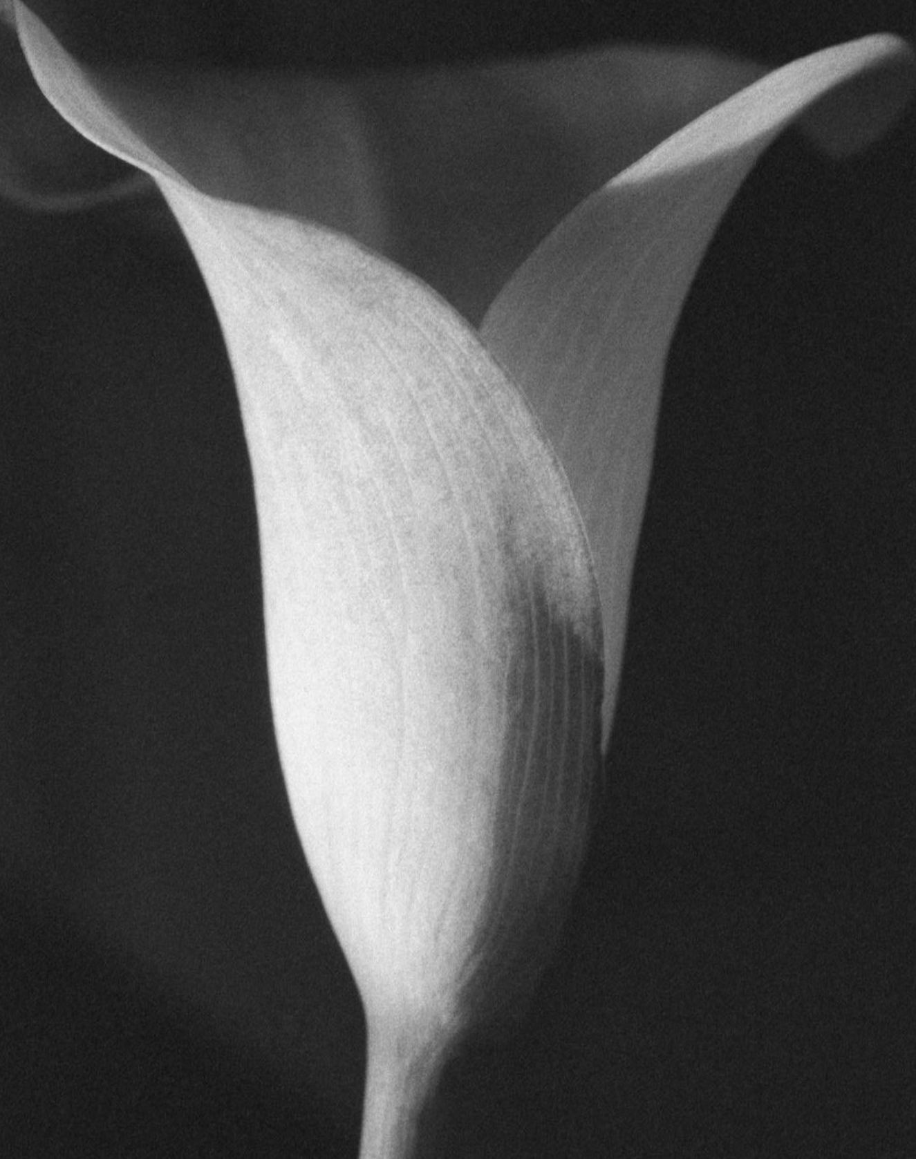 Robert Mapplethorpe "Calla Lilly" 1987