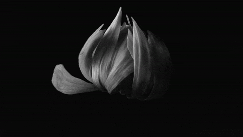 A blooming Chrysanthemum