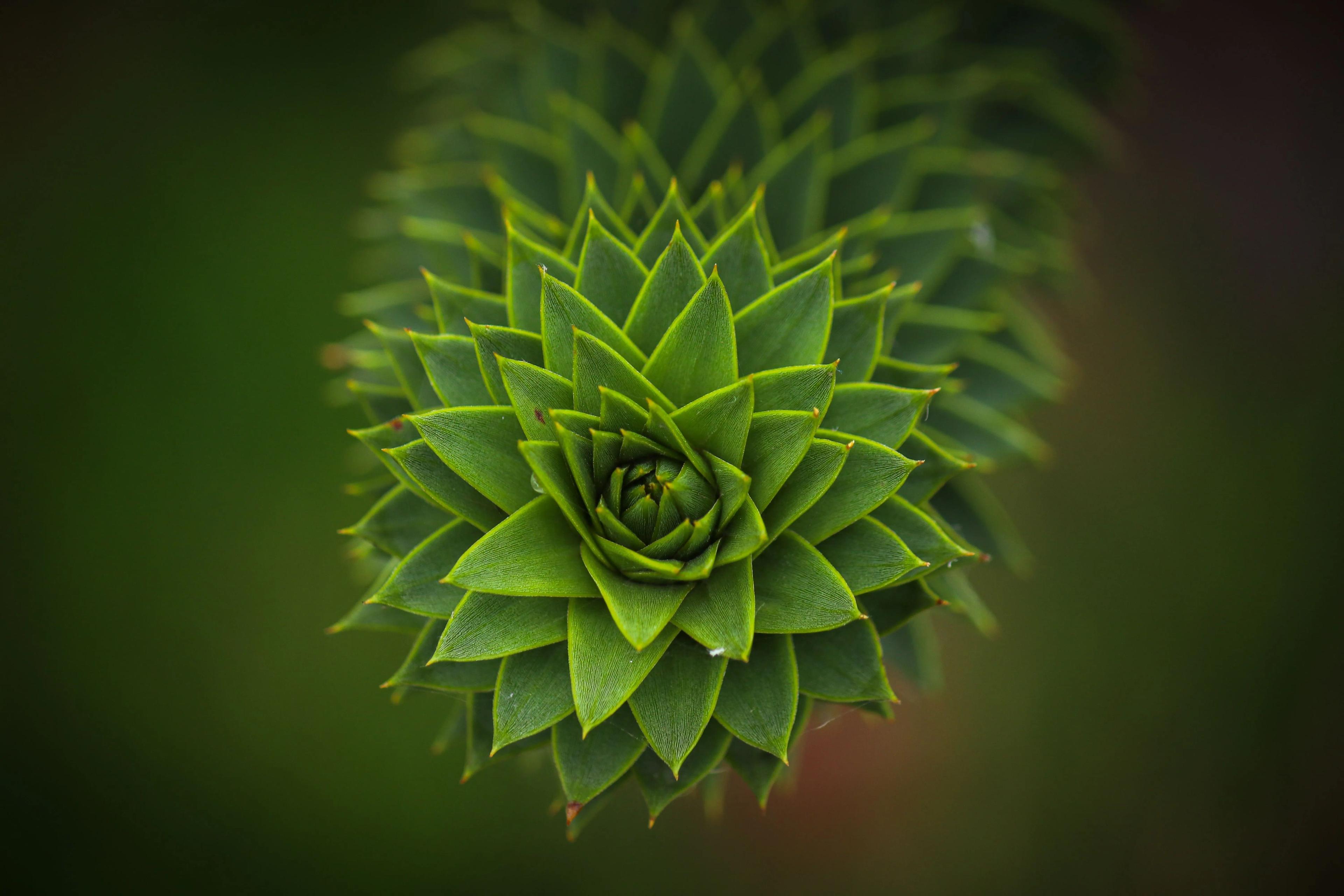 Nature, Architecture, and the Art of Form