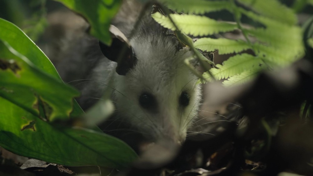 The hero opossum in the jungle set