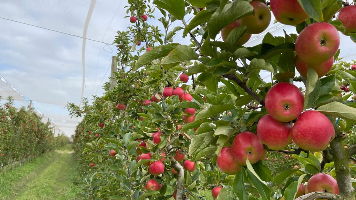 Kanzi apples Improved colour and uniform maturity in Southern
