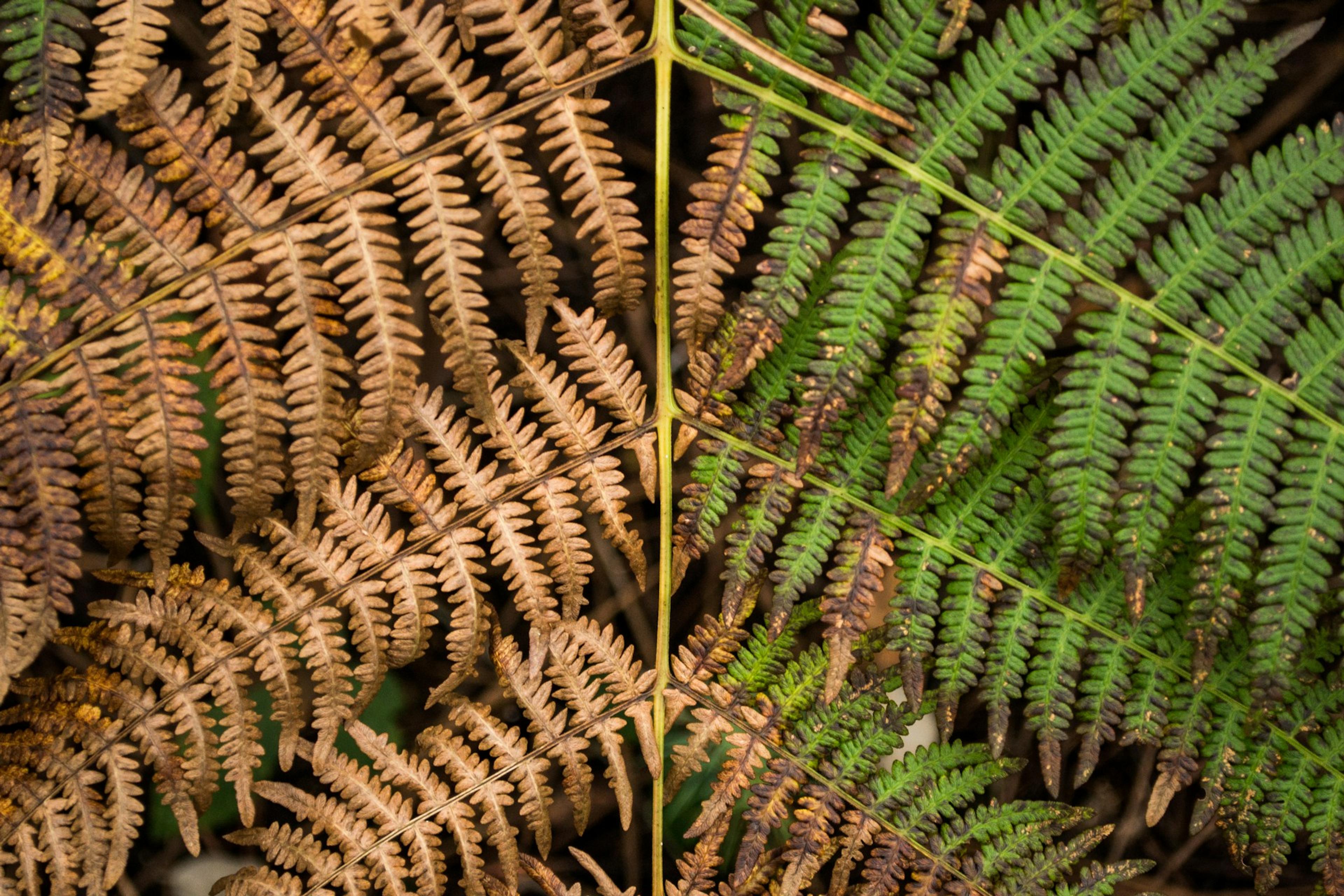 Leaves