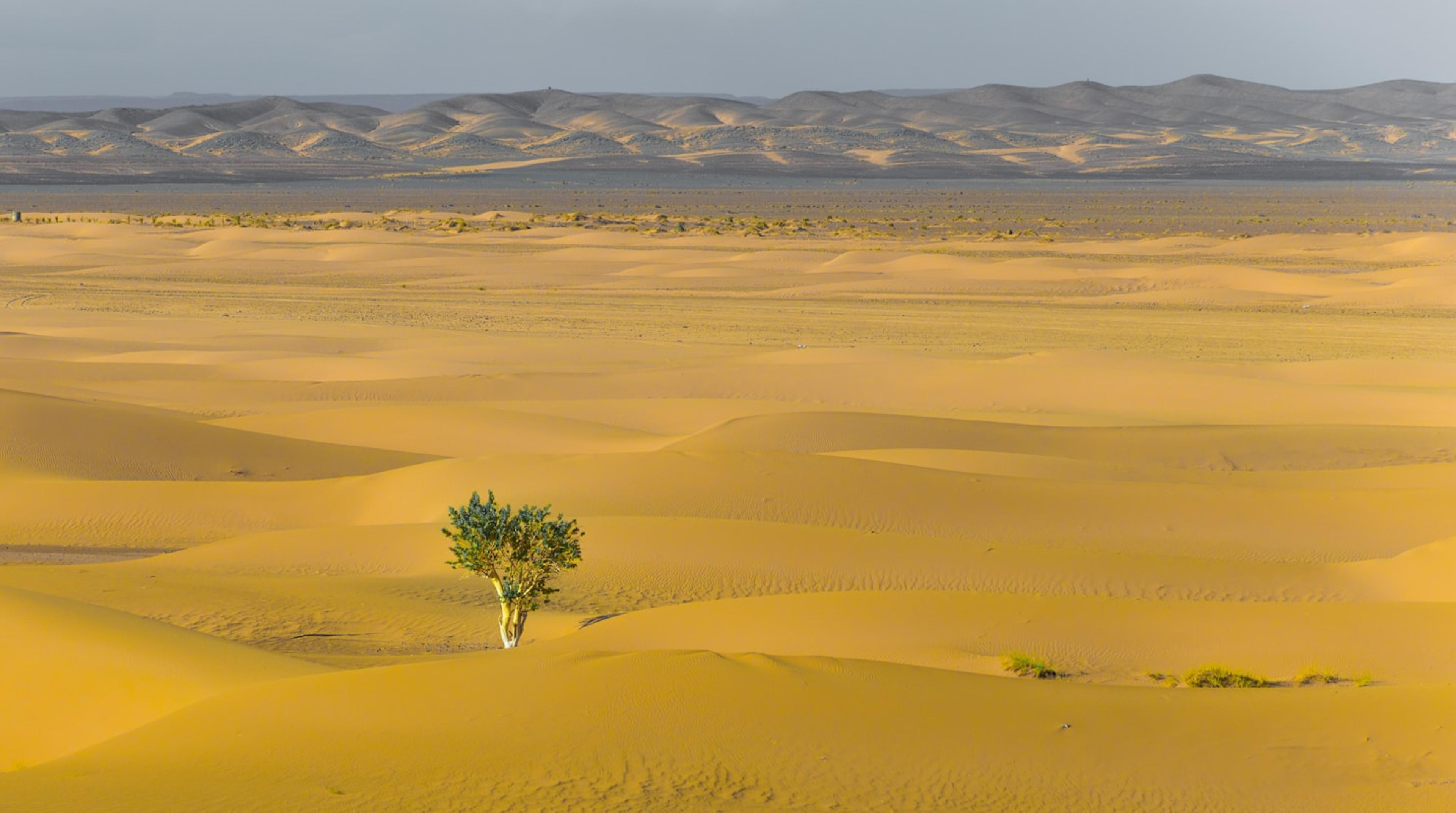 Resilient tree in the desert