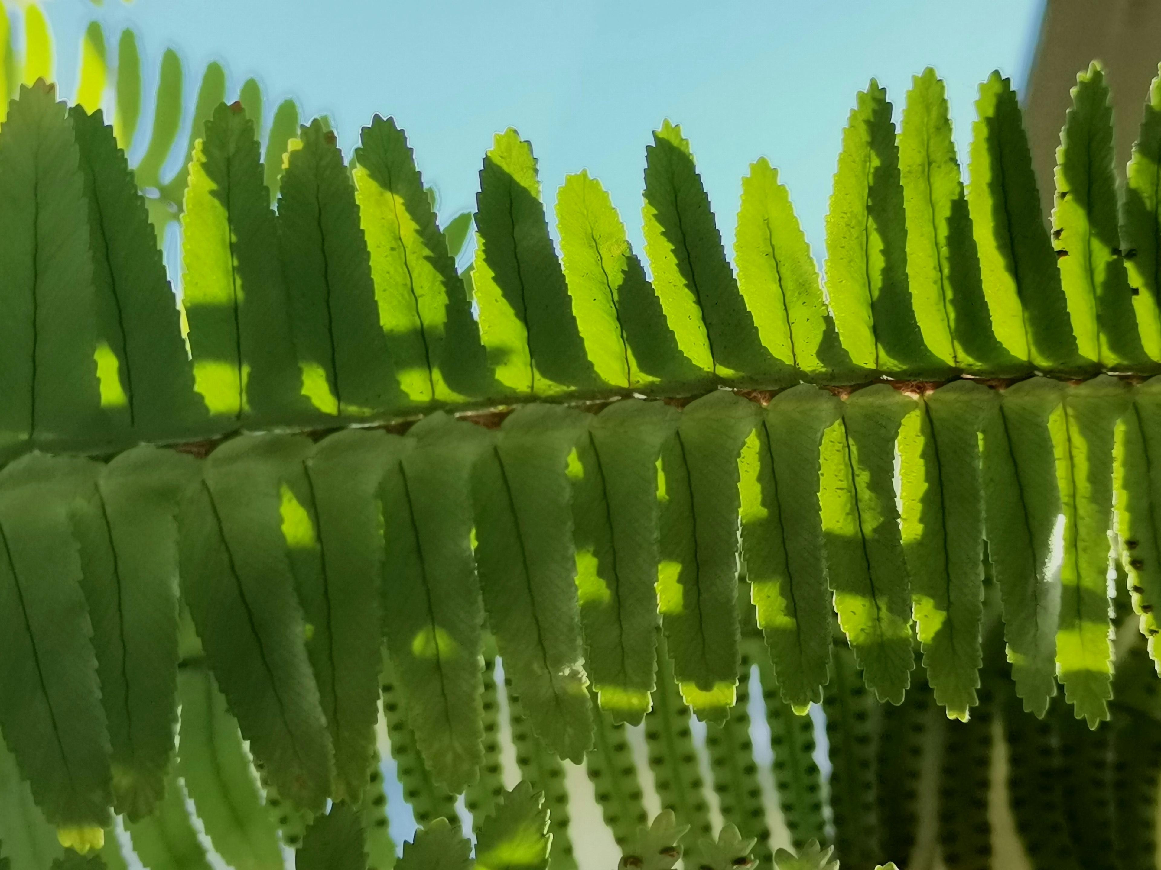 Plant with flat leaf structure, transparent and reflective