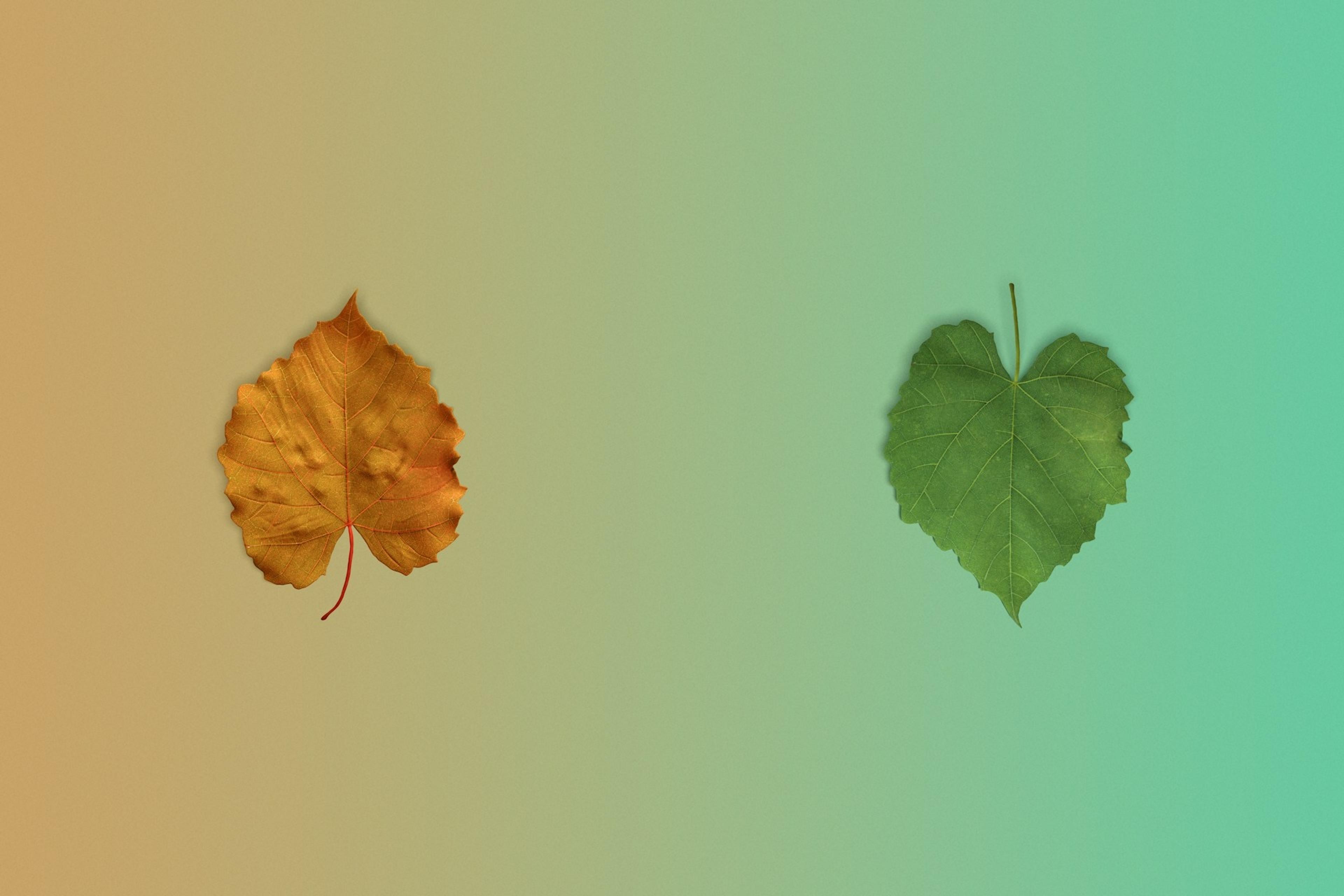 Leaves changing from orange to green on a gradient background