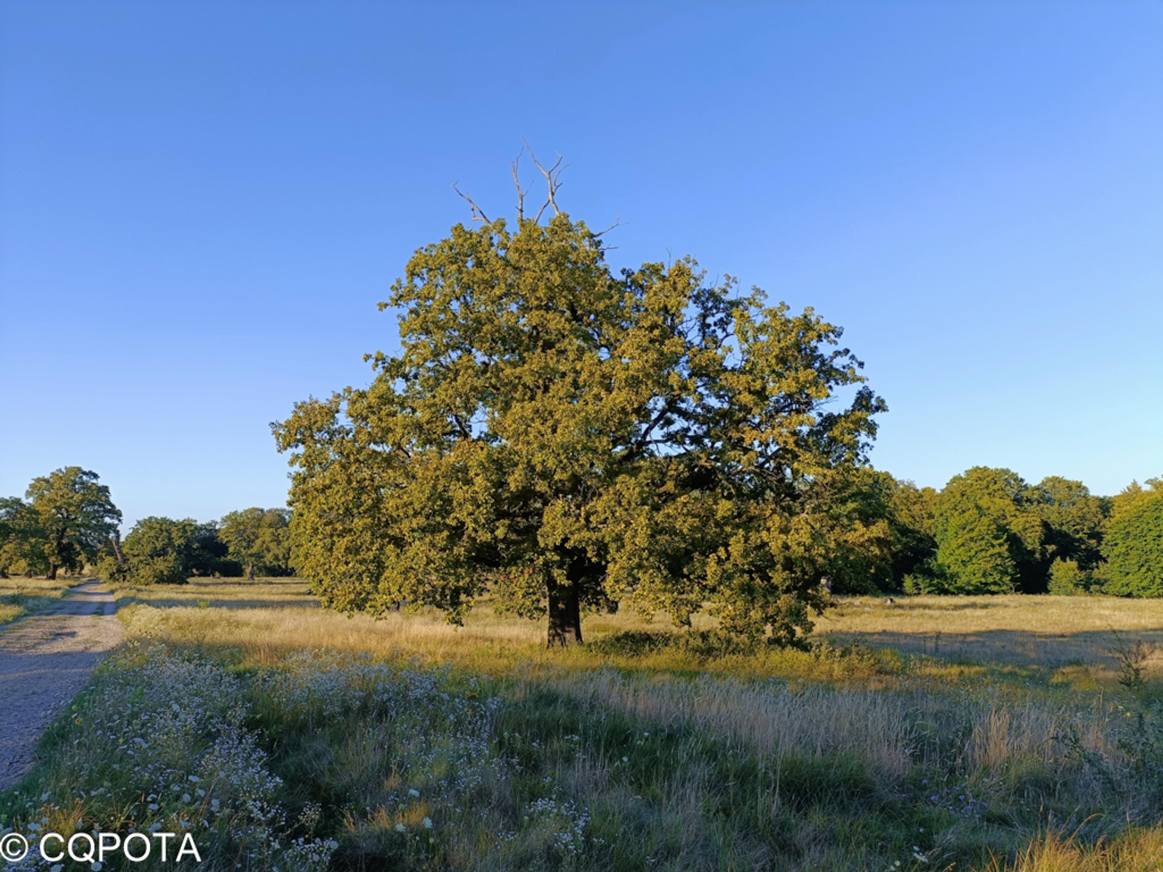 Stejarii Seculari forest