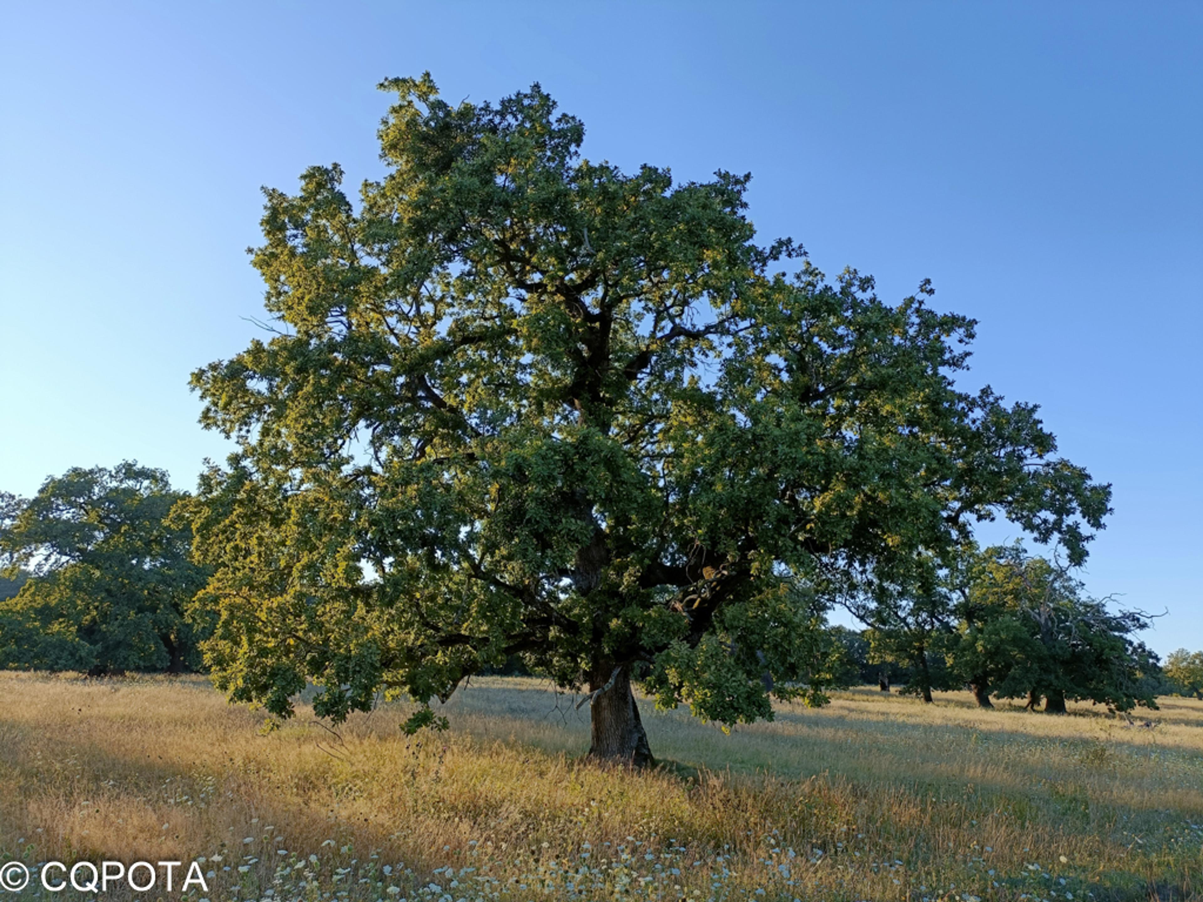 Stejarii Seculari forest