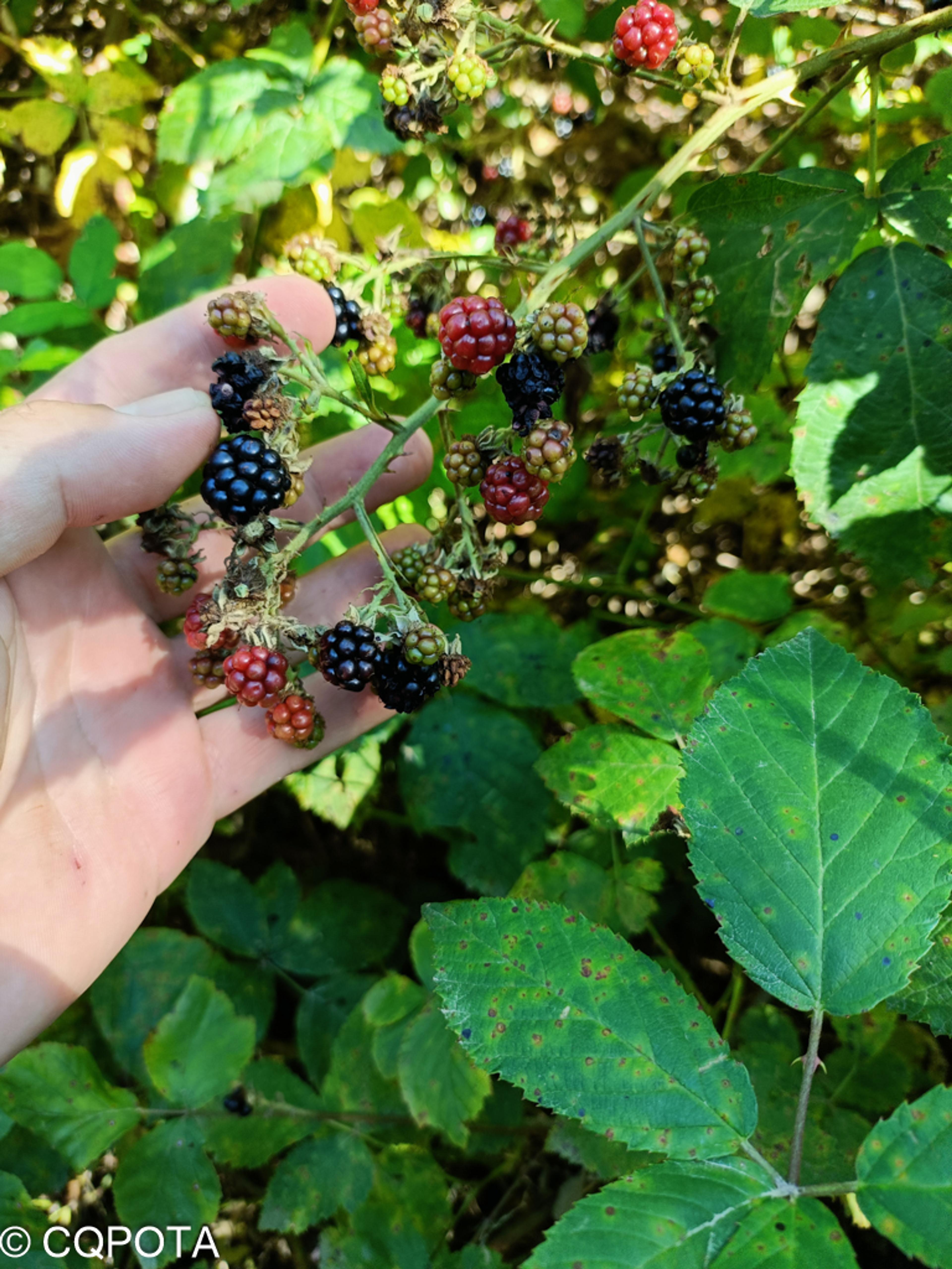 blackberries