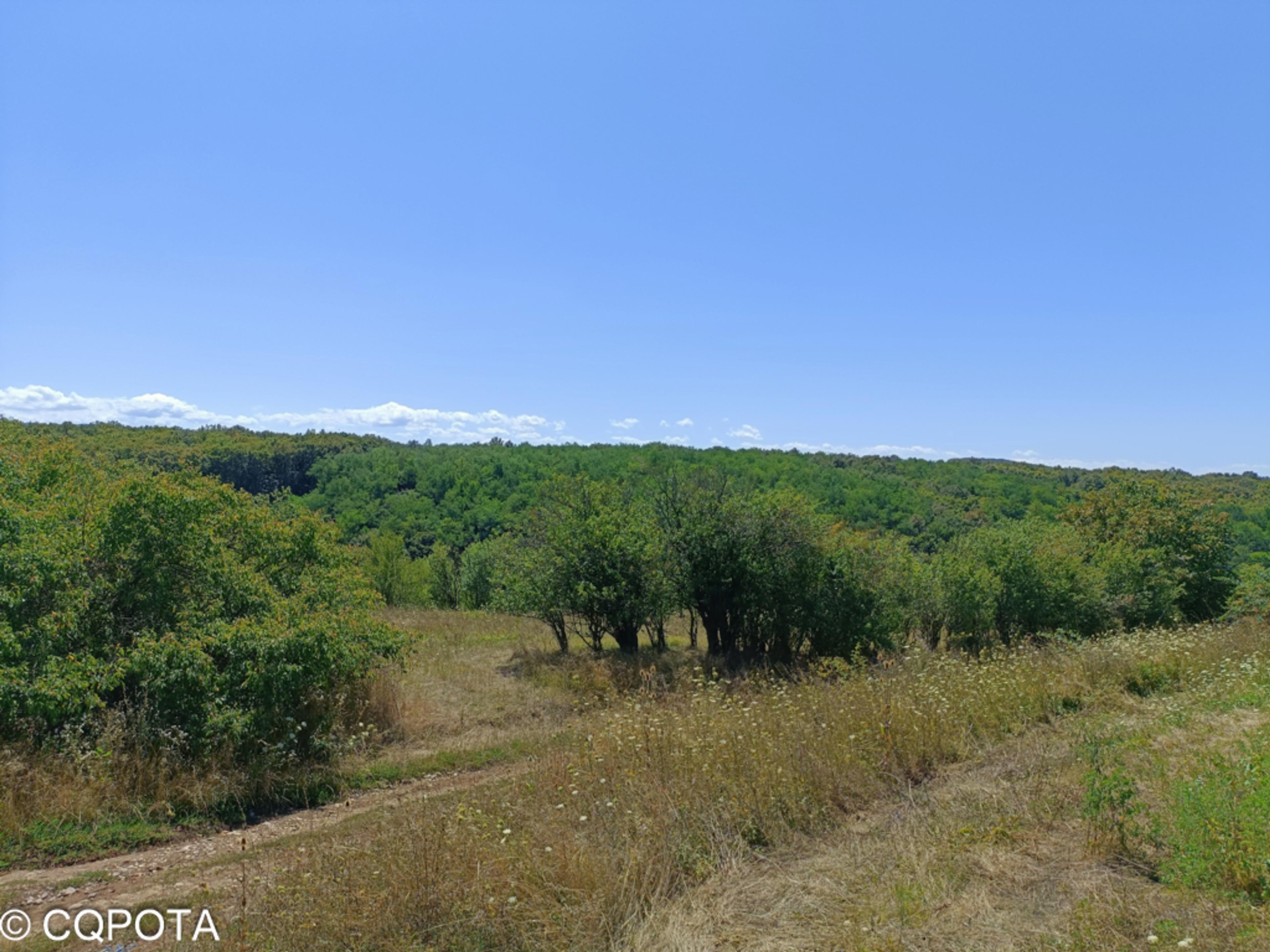 Tărtăria State Forest