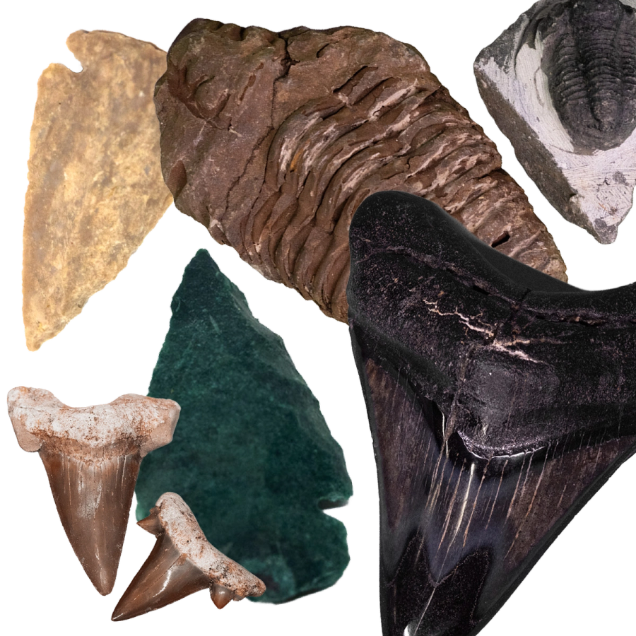 FOSSIL FIND BUCKET