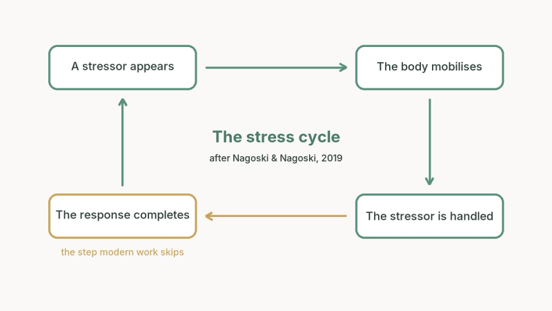 Diagram of the stress cycle in four steps: a stressor appears, the body mobilises, the stressor is handled, the stress response completes; burnout builds when the completion step keeps being skipped