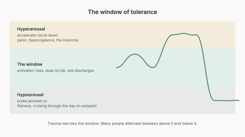 Diagram of the window of tolerance: a trace rises and settles inside the window in a healthy rhythm, then climbs into hyperarousal and stays there with the accelerator stuck down, where panic, hypervigilance and the insomnia hold it high, then drops into hypoarousal and stays there with the brake jammed on, where flatness and cruising through the day on autopilot hold it low. Trauma narrows the window and many people alternate between above it and below it