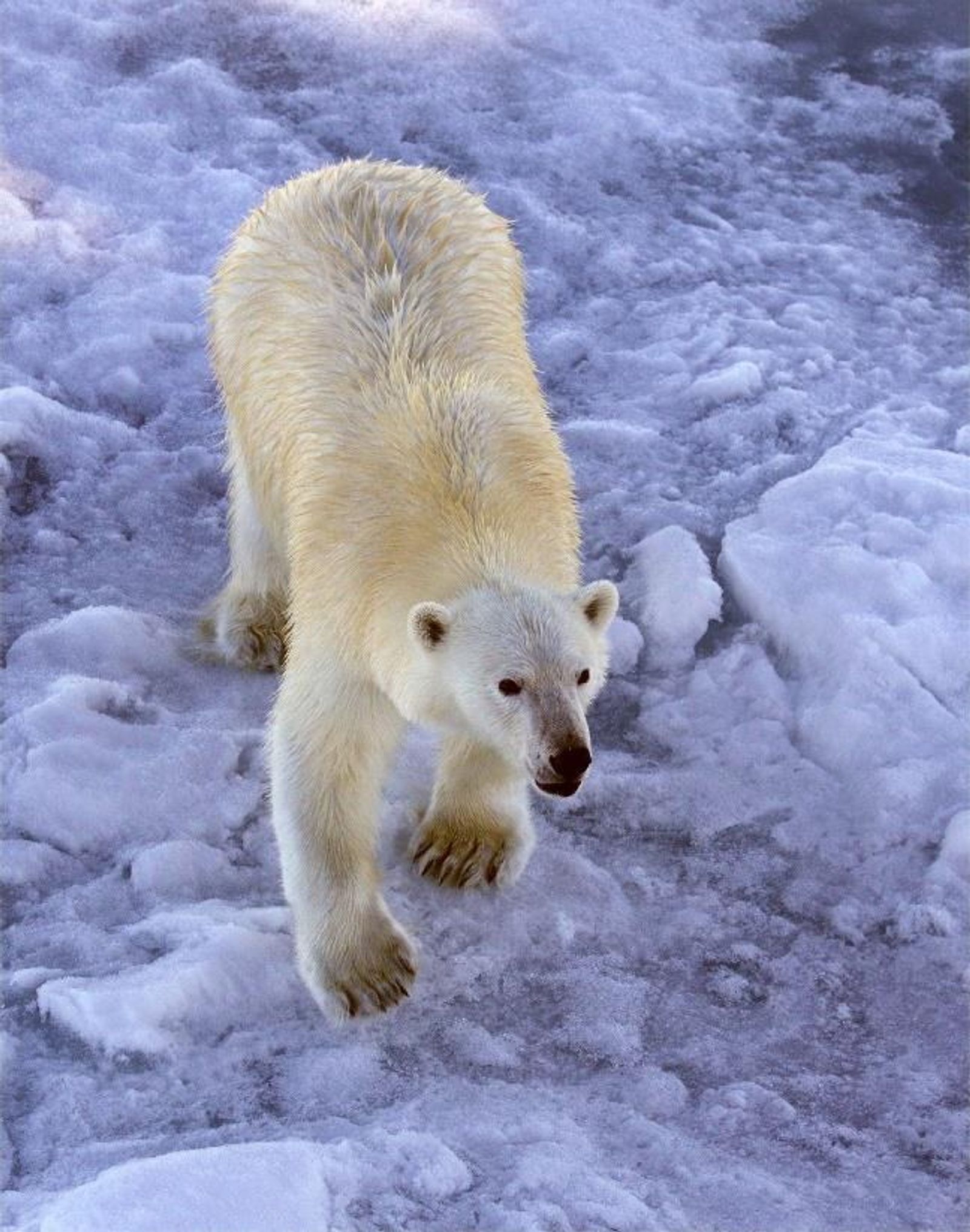 A polar bear on the ice