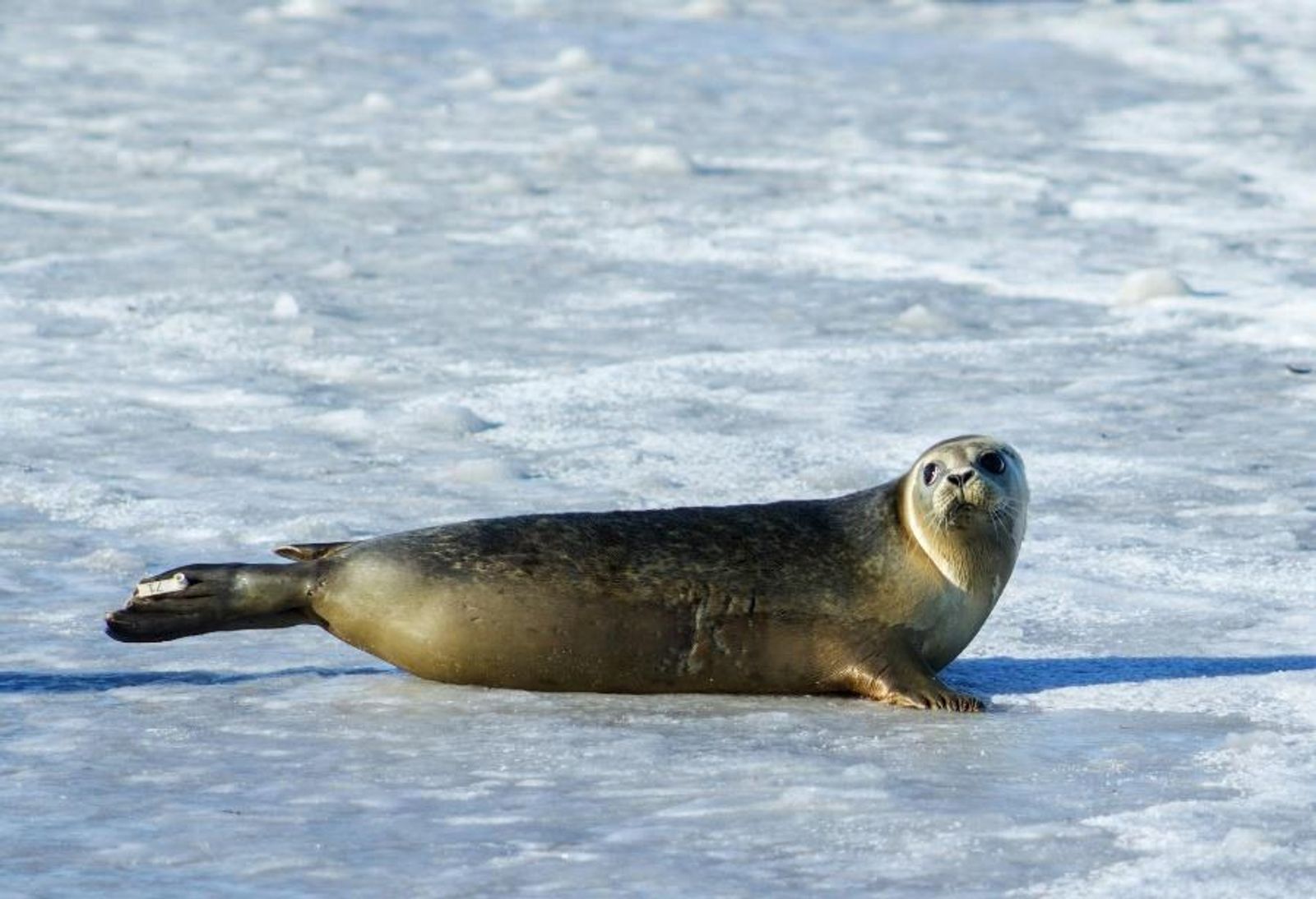 A seal on the ice