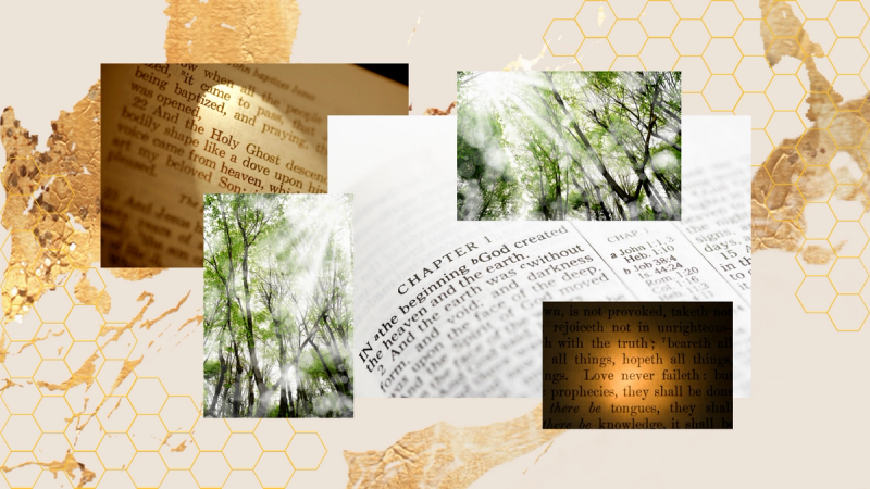 Photo collage of Scripture passages and trees lit with sunlight.
