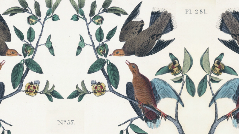 A naturalist's drawing of two doves in a tree with a repeating wallpaper pattern.