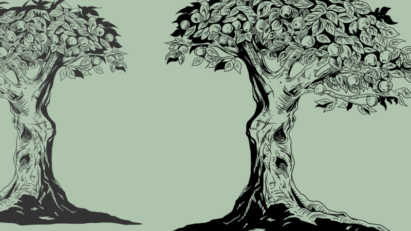 A sketch of two fruitful apple trees on a soft green background.