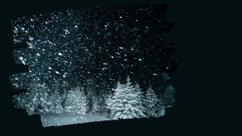 Dark landscape with snow covered pines in a blizzard.