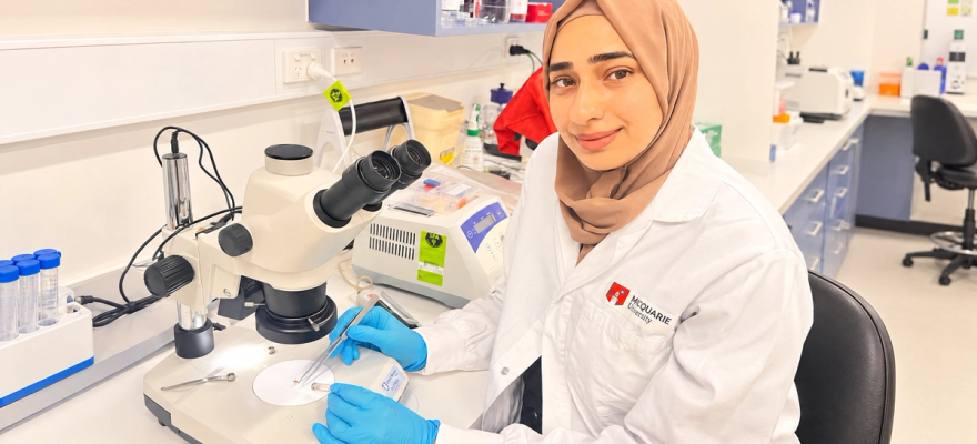 Fozia Masood at a stereo microscope in her Macquarie University lab