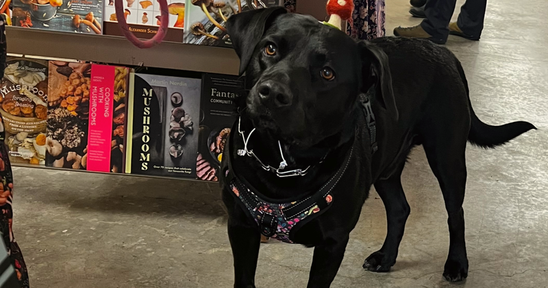 Dog checking out our booth at the Olympic Peninsula Fungi Festival.