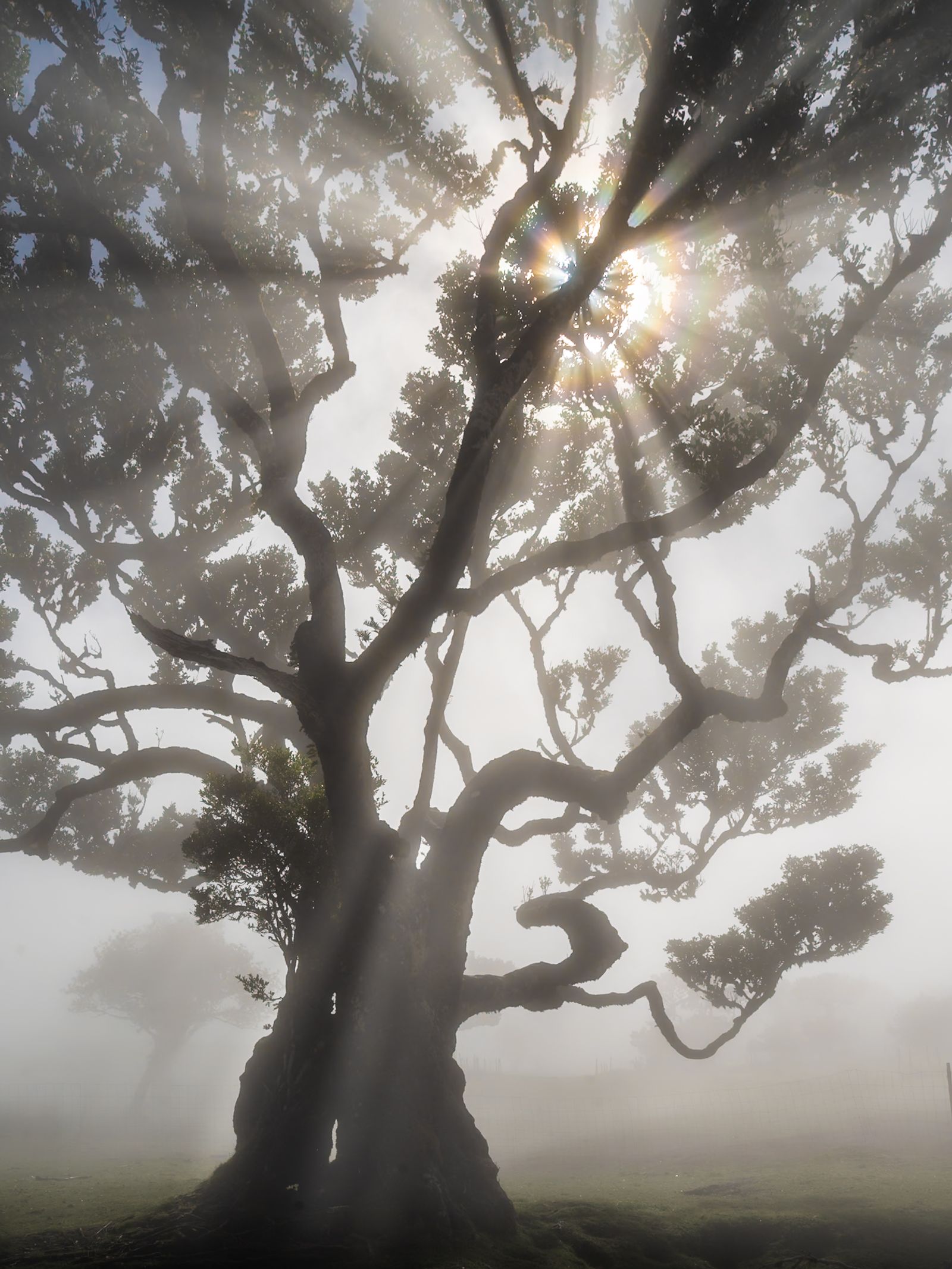 An ancient laurisilva tree rises through dense cloud at Fanal, Madeira, its twisted limbs filling the frame as a sunstar breaks through the canopy. The fog reduces the surrounding forest to pale suggestion, isolating the gnarled trunk against a luminous, diffuse sky. The low shooting angle and upward perspective emphasise the scale and character of a tree that may predate the Portuguese settlement of the island.