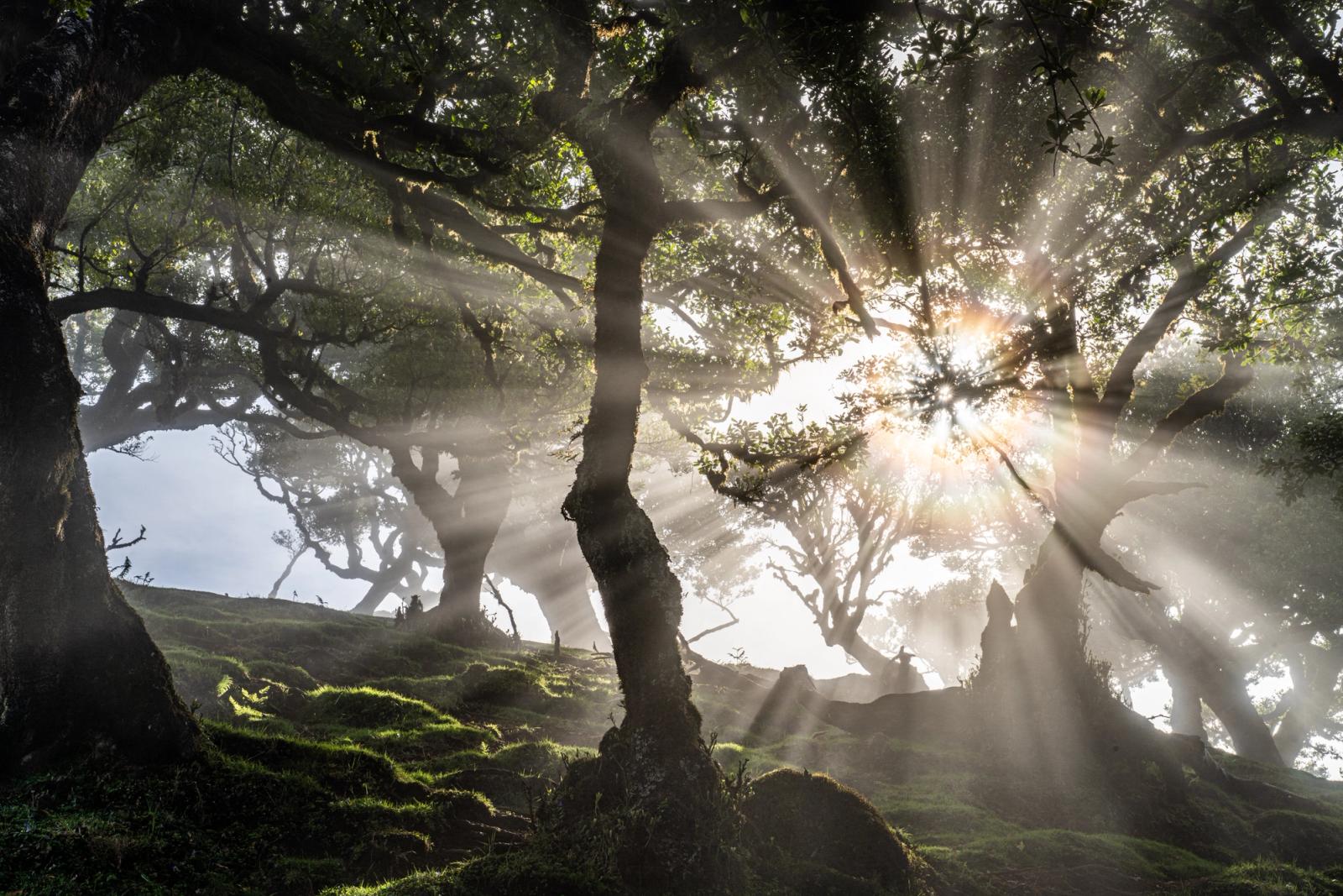 Crepuscular rays (sun beams) pierce the canopy of an ancient laurel forest, illuminating moisture-laden air above a moss-carpeted slope. The gnarled, spreading forms of old-growth Til trees frame the sun as it breaks through low cloud at dawn. The scene captures the primeval character of Macaronesian laurisilva, a habitat unchanged in form since the Tertiary period.