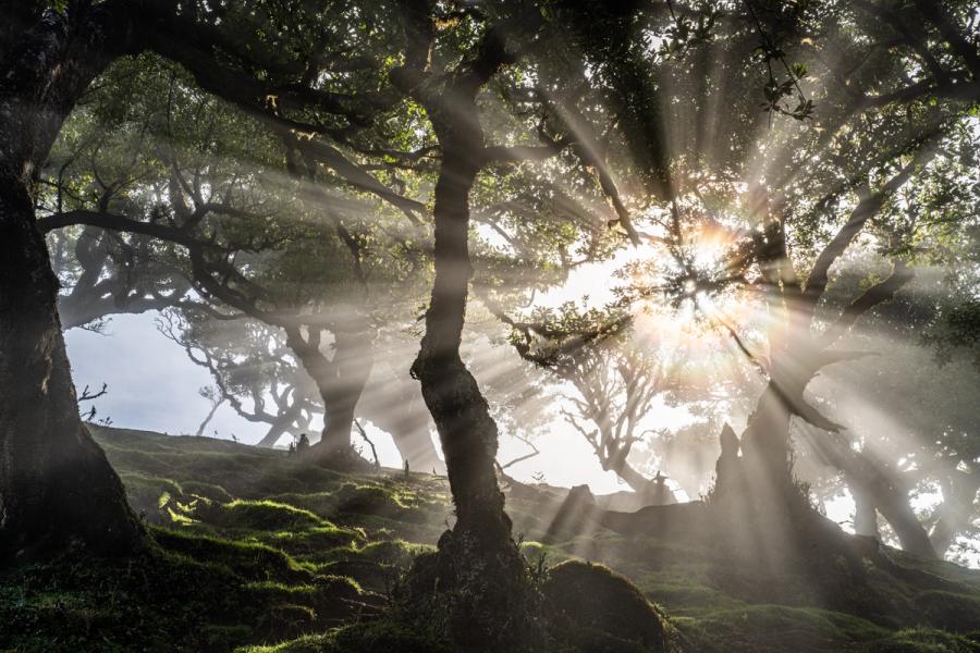 Crepuscular rays (sun beams) pierce the canopy of an ancient laurel forest, illuminating moisture-laden air above a moss-carpeted slope. The gnarled, spreading forms of old-growth Til trees frame the sun as it breaks through low cloud at dawn. The scene captures the primeval character of Macaronesian laurisilva, a habitat unchanged in form since the Tertiary period.