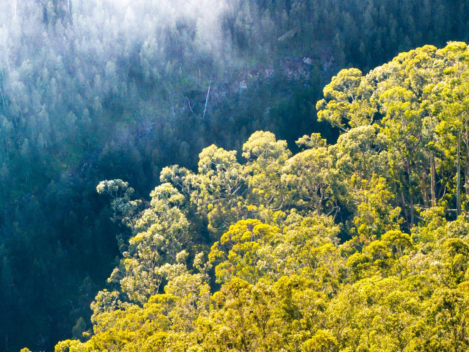 Morning sun catches the upper canopy of a steep eucalyptus and laurisilva forest slope on Madeira, separating sunlit crowns from a misty blue-grey valley below. The diagonal band of illumination creates a natural division between light and shadow across the densely wooded hillside. Captured from altitude in late spring, the image reads as near-abstract despite its documentary clarity.