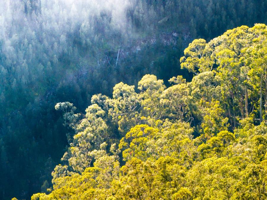 Morning sun catches the upper canopy of a steep eucalyptus and laurisilva forest slope on Madeira, separating sunlit crowns from a misty blue-grey valley below. The diagonal band of illumination creates a natural division between light and shadow across the densely wooded hillside. Captured from altitude in late spring, the image reads as near-abstract despite its documentary clarity.