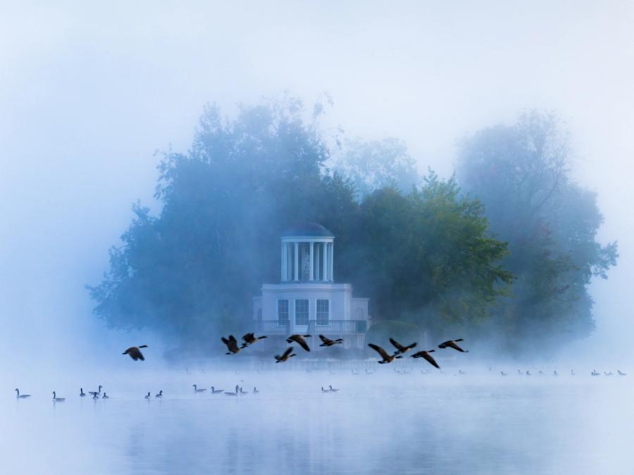 A flock of Canada geese lifts from the water in front of Temple Island, Henley-on-Thames, as dense dawn blue hur fog dissolves the trees into soft blue-grey tones. The neoclassical fishing lodge, designed by James Wyatt in 1771, materialises just clearly enough to anchor the scene without dominating it. The simultaneous stillness of the swimming birds along the foreground and the kinetic burst of the departing flock creates a rare layering of mood and movement.