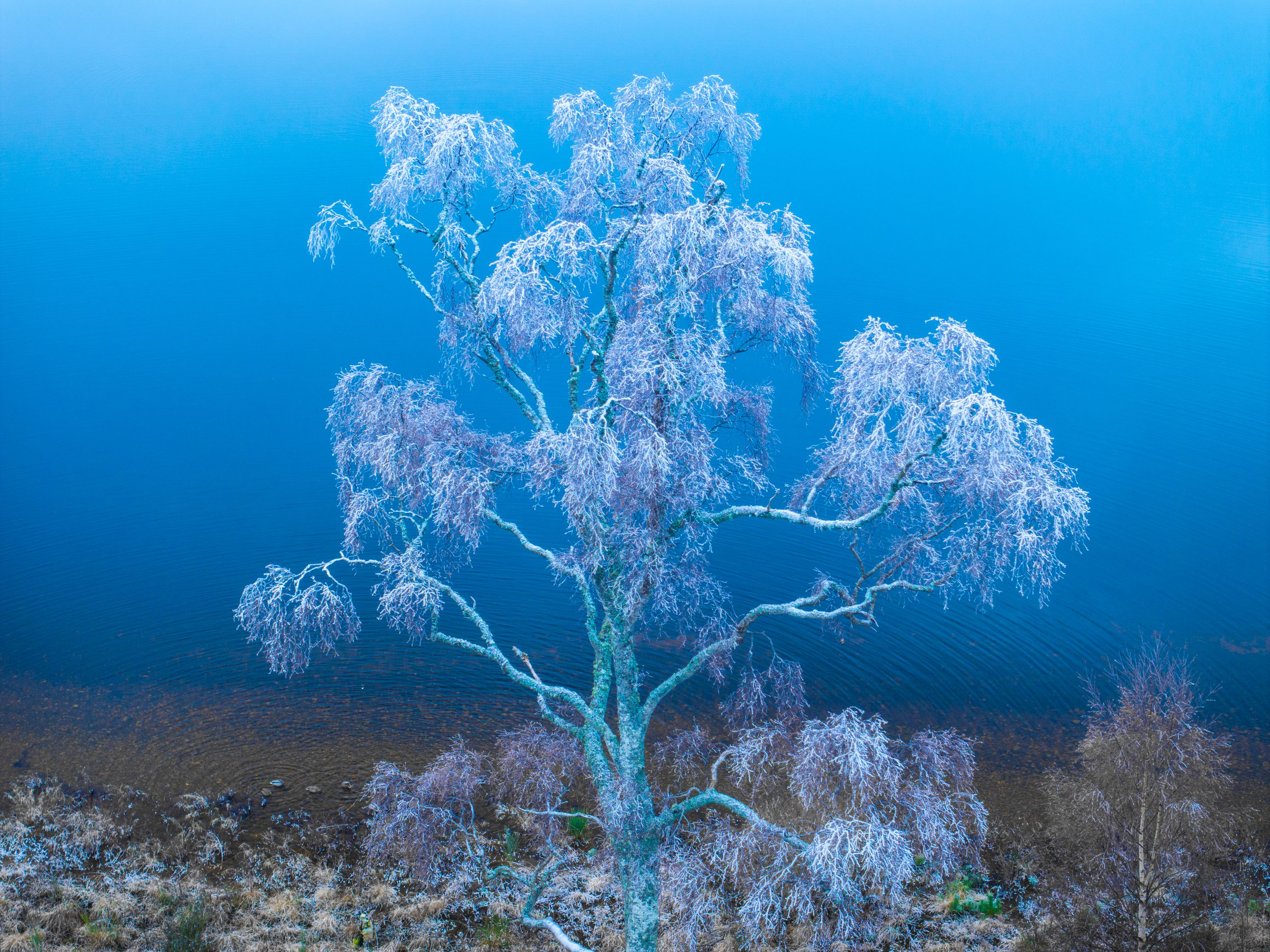 A hoar-frosted silver birch stands at the margin of a still loch in the Cairngorms, photographed from above the canopy in the cold blue light of a December morning. The mirror-calm water flattens to a near-abstract wash of deep royal blue behind the white-etched canopy, stripping the scene to pure form and tone. The aerial perspective removes any horizon, leaving tree and water as the only subjects.