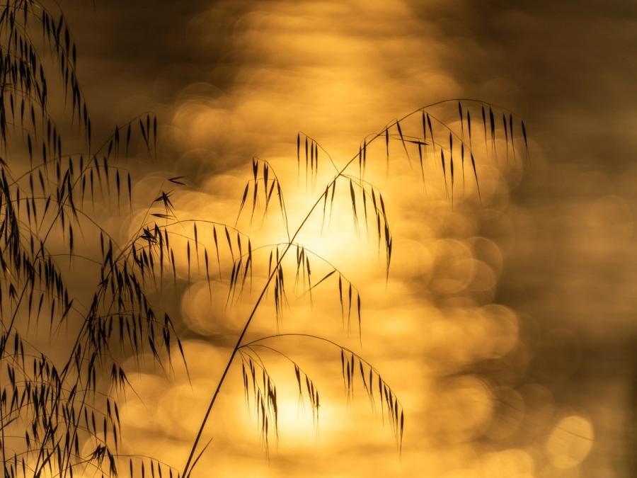 Drooping grass spikelets, silhouetted against warm-toned bokeh from sunlight reflecting off rippled water below, create a layered interplay of sharp botanical detail and diffuse luminosity. Captured at golden hour in late May, the image uses a shallow depth of field to dissolve the reflected light into massing orbs that read almost as cloud. The restraint of the monochromatic palette reinforces the contemplative mood.