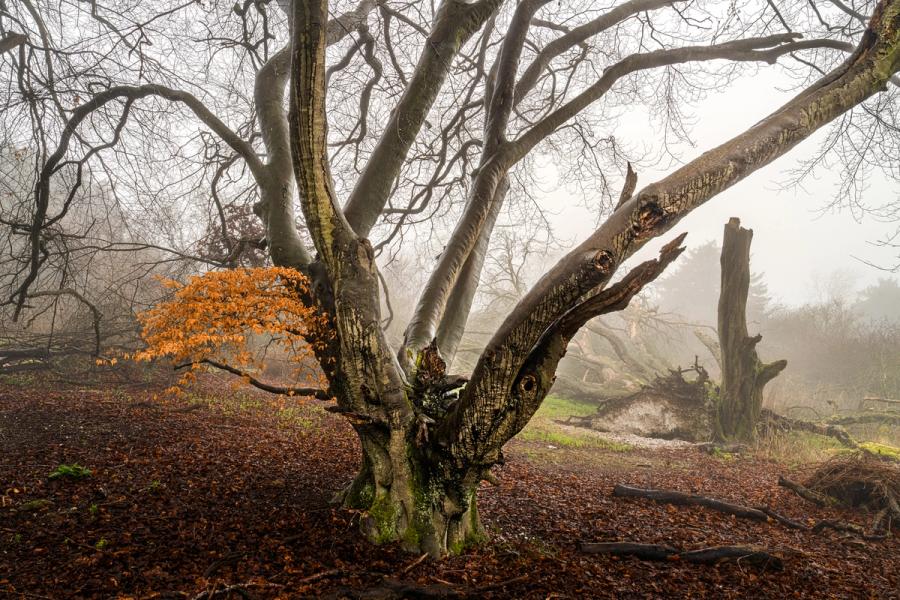 A veteran multi-stemmed beech in the Chilterns retains a cluster of marcescent copper leaves against the grey of a foggy late-winter morning. The gnarled, knotted bole carries the character of centuries, while fallen timber and a standing dead snag recede into the Oxfordshire mist behind. The carpet of decomposing beech leaf litter anchors the composition in the quiet decay of the season.