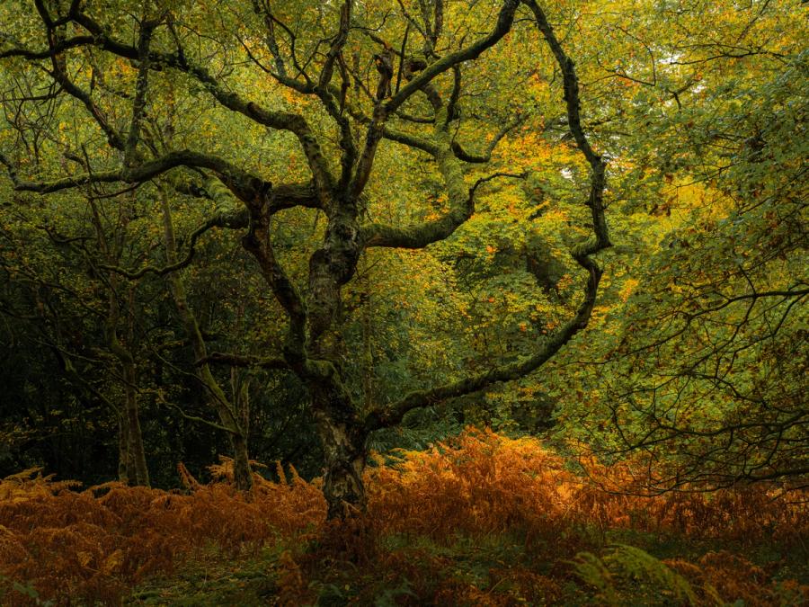 A veteran beech growing in the Chilterns, Oxfordshire, spreads its moss-clad limbs wide across the frame, anchoring a dense autumn woodland interior. Bracken beneath has turned a deep rust, contrasting with foliage still holding green at its peak of colour change. The flat, diffuse light of an overcast October afternoon strips away distraction and keeps the architecture of the tree central.