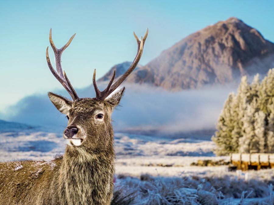A red deer stag turns to face the camera at close range, frost dusting its muzzle and antler bases. Behind it, low cloud wraps the flanks of a bare Highland peak above a snow-covered glen floor. The compressed perspective places the animal in direct relationship with the mountain, grounding the portrait in its landscape context.
