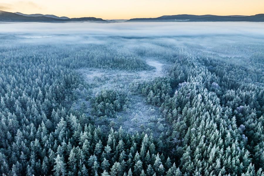 A temperature inversion settles over Caledonian pine forest near Boat of Garten on a December dawn, hoarfrost silvering every canopy while low cloud fills the valley floor. The clearing at centre draws the eye through the frozen trees toward the Cairngorm plateau, its ridgeline lit by the first pale warmth of a winter sunrise. The aerial vantage reveals the fog pooling along drainage channels invisible from the ground.