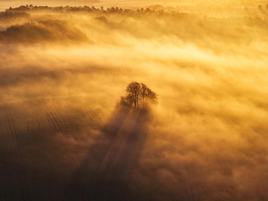 A cluster of bare winter trees rises through a low fog inversion above the Vale of the White Horse at first light on a January morning, photographed from the air above Brightwell Barrow near the Wittenham Clumps in Oxfordshire. The mist pools between the ridgelines while the stand of deciduous trees casts a raking shadow across the ploughed field below, the scene suffused in deep amber from a sun just above the horizon. The aerial vantage strips the composition to its essentials: a dark focal point against a luminous, layered atmosphere.