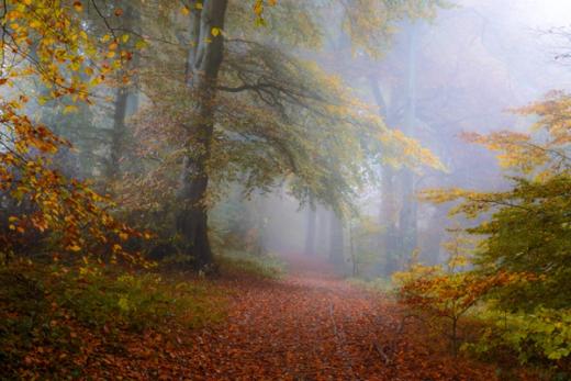 Autumn Woodland Photography