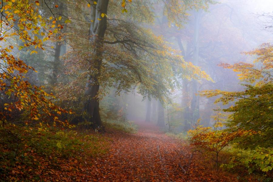 Autumn Gold