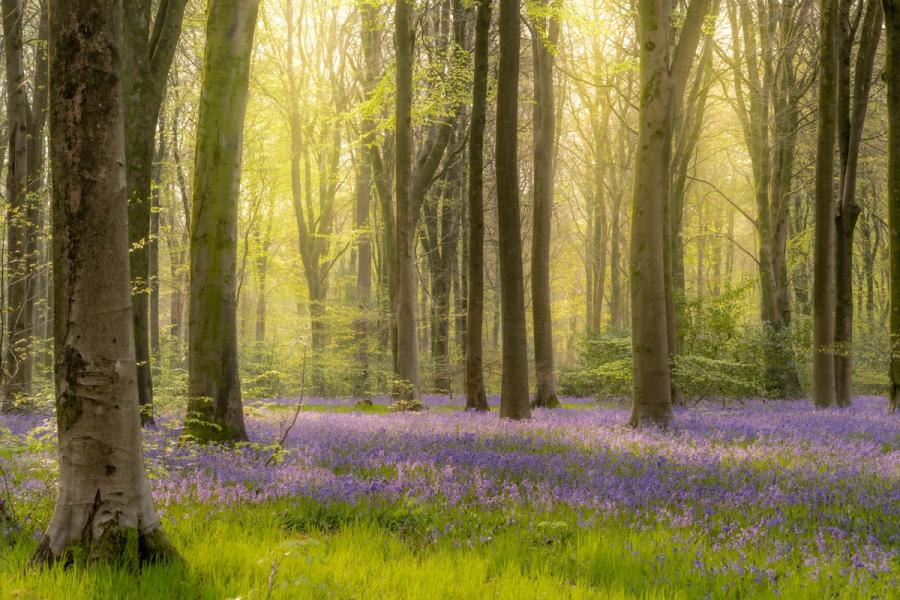 Early morning light filters through a beech woodland at West Woods in Wiltshire, where fresh spring leaf and a dense carpet of bluebells cover the forest floor. Soft mist diffuses the backlight into a warm, luminous haze that separates the trees in receding planes. The combination of complementary violet and yellow-green tones gives the scene an unusual chromatic restraint for this subject.