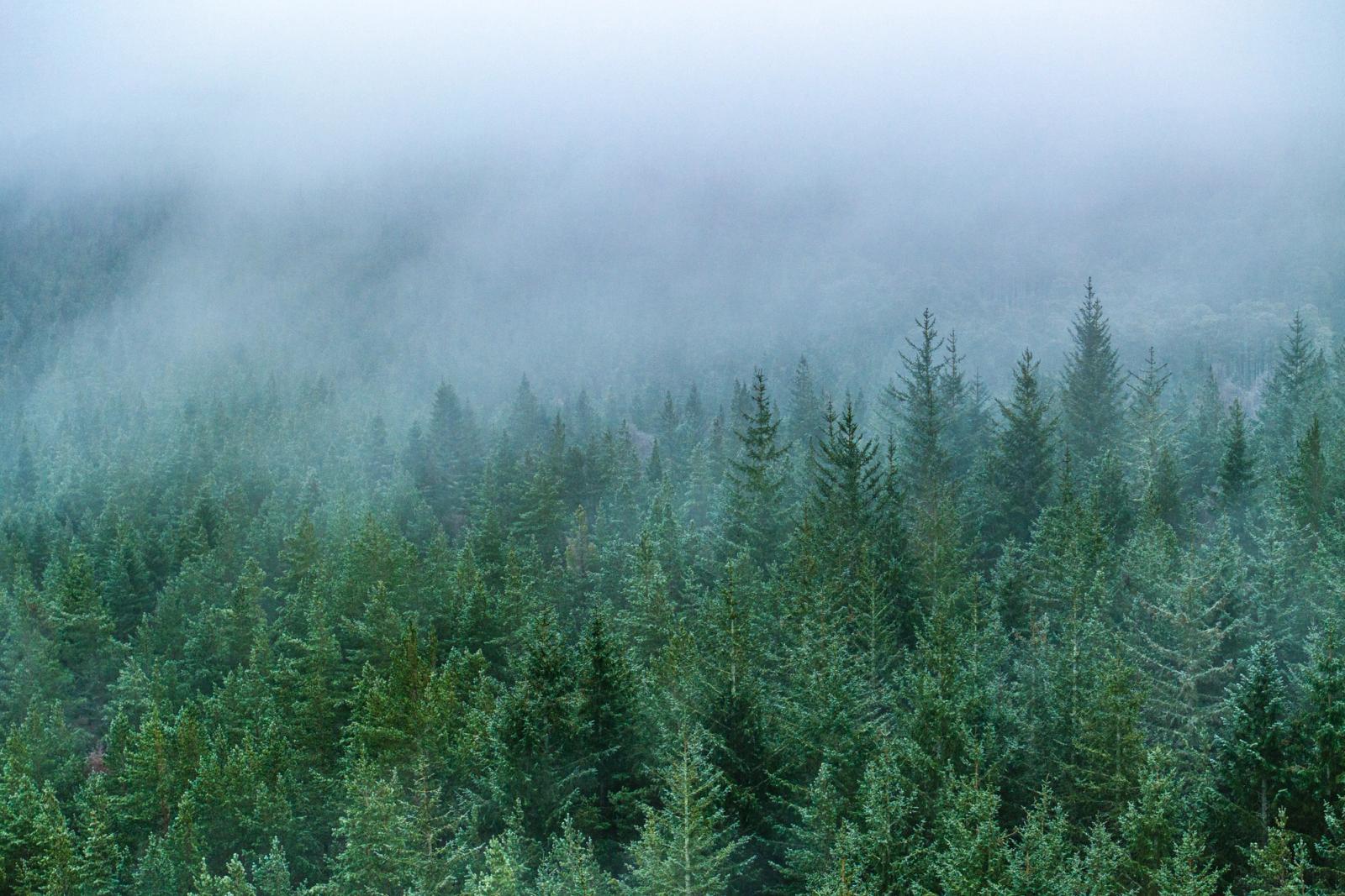 A dense stand of conifers on a hillside near Kingussie dissolves into low cloud, the mist erasing the upper canopy and compressing the scene into layered tones of grey-green. The aerial vantage flattens perspective, reducing the forest to texture and gradient. Captured in late December, the muted palette and diffuse light give the image a quiet, suspended quality.